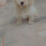 شتپیدز  ماده