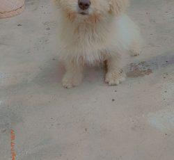 شتپیدز  ماده