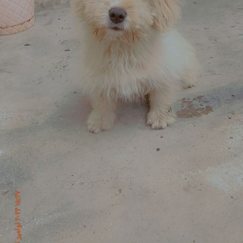 شتپیدز  ماده