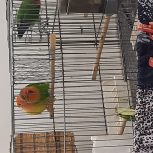 طوطی برزیلی و جوجه