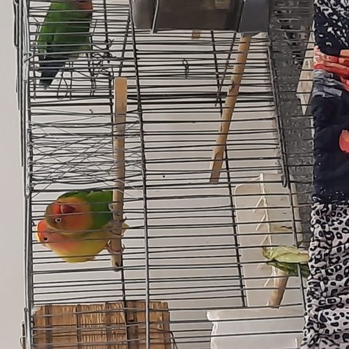 طوطی برزیلی و جوجه