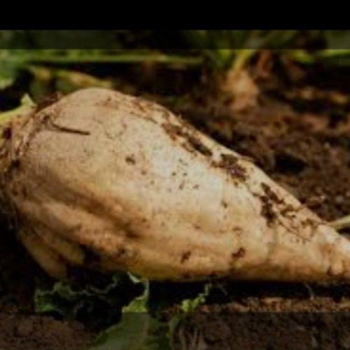 فروش چغندر تازع شرین برا خوراکی ودام