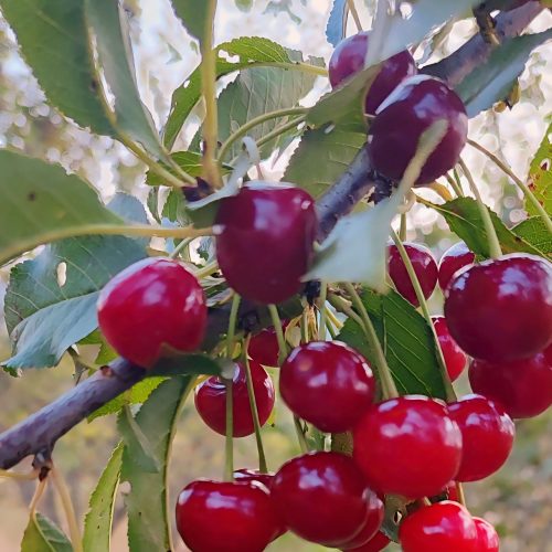 فروش باغ میوه