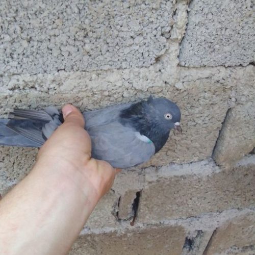 کبوتر ساعت بالا بشرط