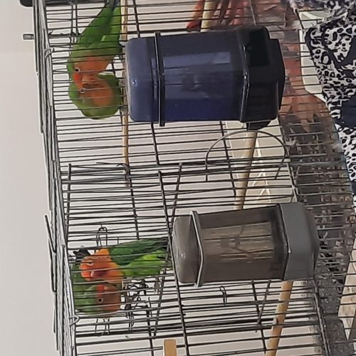 طوطی برزیلی و جوجه