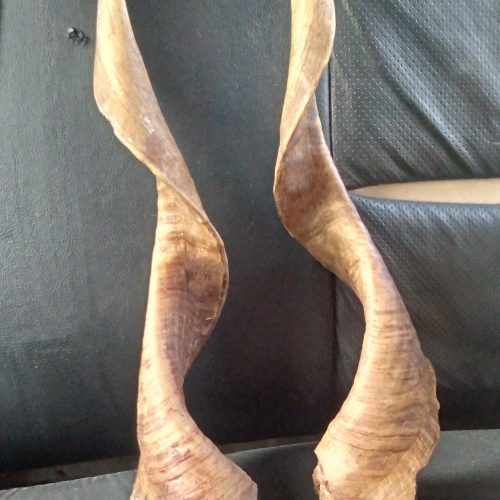 یک جفت شاخ شکارکوهی