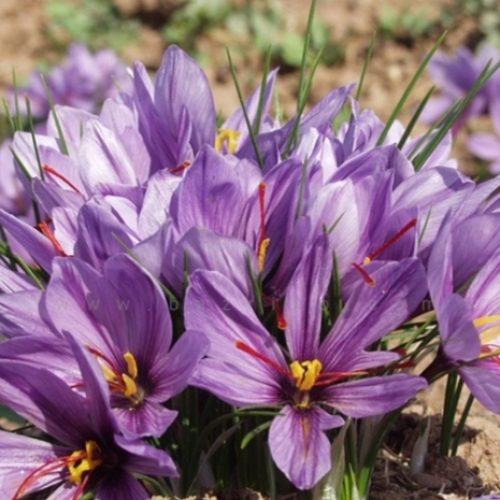 زمین زعفرون