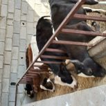 گوساله نر دورگ