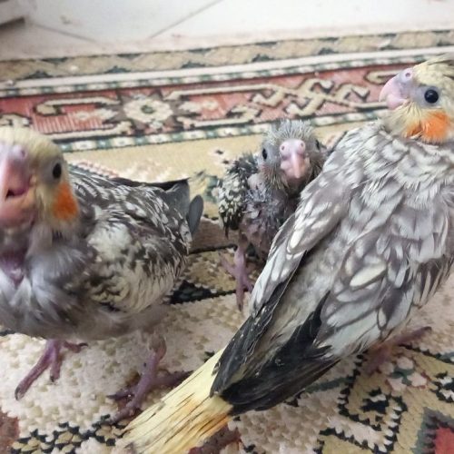پرنده