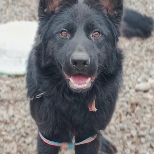 سگ ژرمن بلک نر