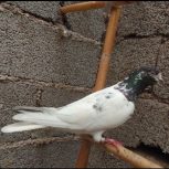 کبوتر ساعت بالا بشرط