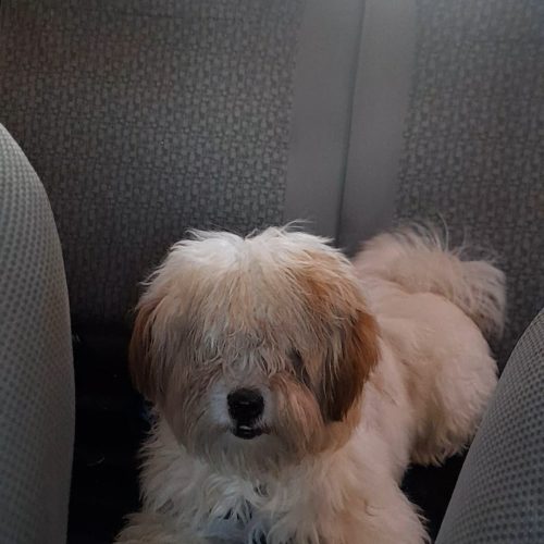 حیوان خانگی