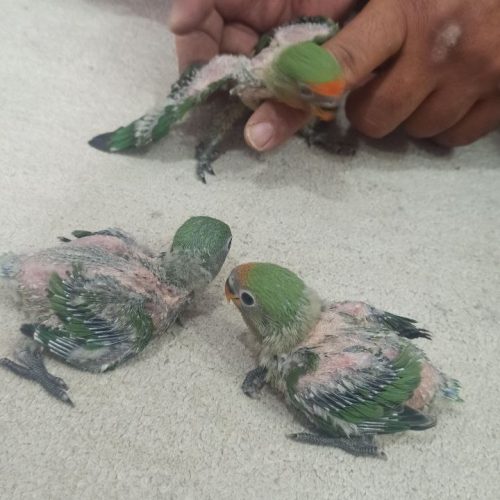 طوطی برزیلی و جوجه