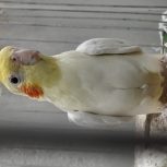 عروس هلندی