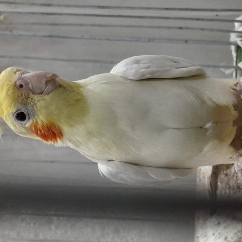 عروس هلندی