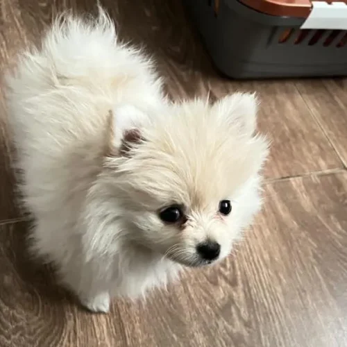 فروش سگ خانگی