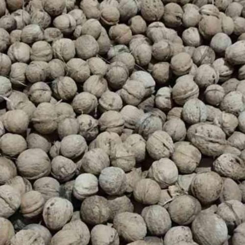 فروش گردو کاغذی درجه یک قیمت 200