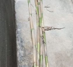 فروش نی مخصوص حصیردرست کردن