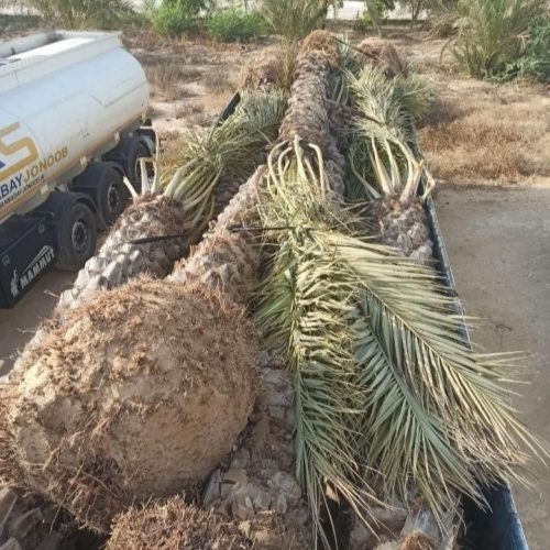 انواع نهال مرکبات ودرخت نخل