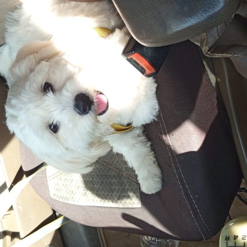 سگ شیتزو پودل