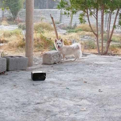 پامر اشپیتز ماده