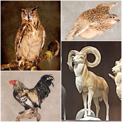 پرنده دکوری