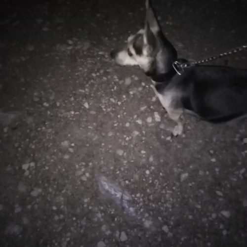 واگذاری چند توله سگ پا کوتاه نژاد دار اصیل نژاد لنگشر