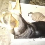 واگذاری چند توله سگ پا کوتاه نژاد دار اصیل نژاد لنگشر