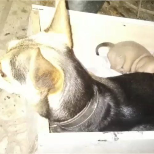 واگذاری چند توله سگ پا کوتاه نژاد دار اصیل نژاد لنگشر