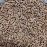 800کیلو گندم