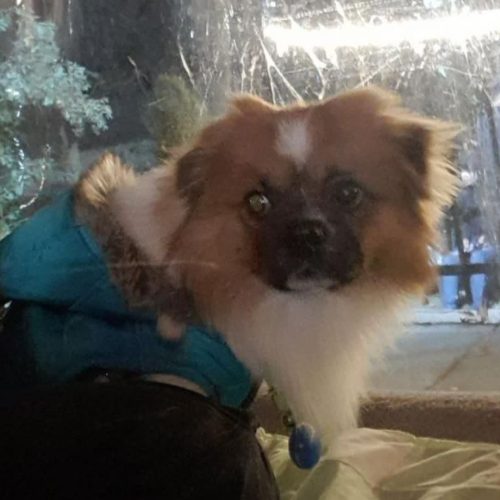 پیکینیز میکس پامر خرسی