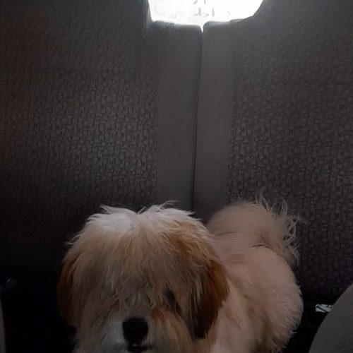 حیوان خانگی