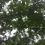 فروش چند عدد باغ در بافت ویلایی رشتقون