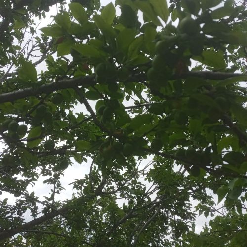 فروش چند عدد باغ در بافت ویلایی رشتقون