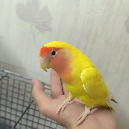 طوطی برزیلی