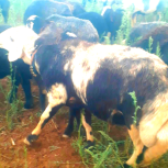 قوچ افشار پلنگی