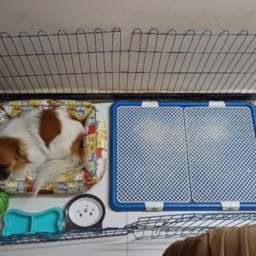 پیکینیز میکس پامر خرسی