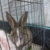 دوتا خرگوش اهلی  برای فروش