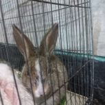 دوتا خرگوش اهلی  برای فروش