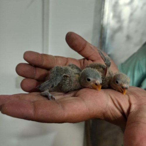 طوطی برزیلی و جوجه