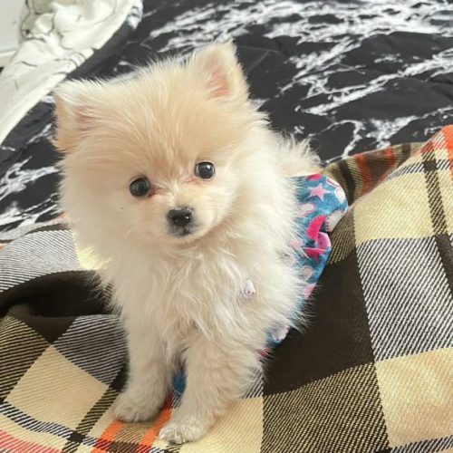 فروش سگ خانگی