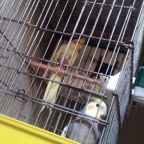 دو جفت عروس پاریس فقط نر  سخنگو است