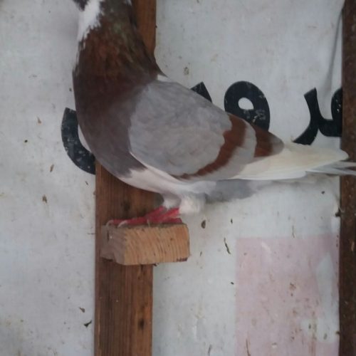 کبوتر شازده