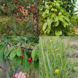 فروش باغ میوه