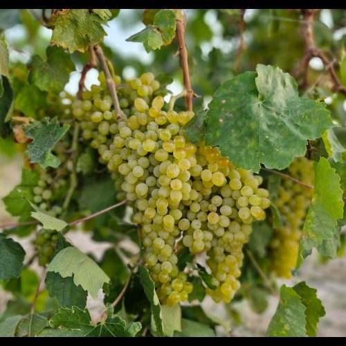 فروش باغ سیب