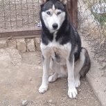 سگ هاسکی