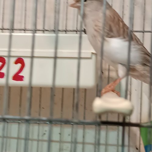 قناری نرمست 5 عدد