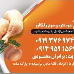پخش مرغ گوشت محمودی
