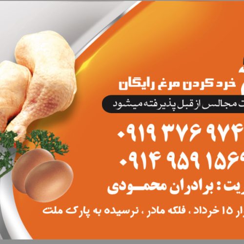 پخش مرغ گوشت محمودی