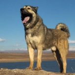 سه قلاده توله ماده سرابی اصیل